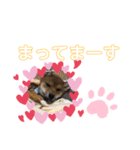 柴犬はなちゃんでーす（個別スタンプ：15）