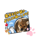 柴犬はなちゃんでーす（個別スタンプ：16）
