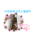 柴犬はなちゃんでーす（個別スタンプ：17）