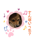 柴犬はなちゃんでーす（個別スタンプ：18）