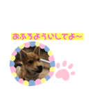柴犬はなちゃんでーす（個別スタンプ：19）