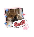 柴犬はなちゃんでーす（個別スタンプ：20）