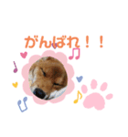 柴犬はなちゃんでーす（個別スタンプ：21）