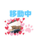 柴犬はなちゃんでーす（個別スタンプ：22）