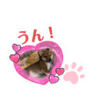 柴犬はなちゃんでーす（個別スタンプ：23）