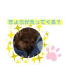 柴犬はなちゃんでーす（個別スタンプ：24）