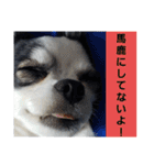 モモ＆くぅーさん（個別スタンプ：6）