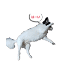 モモ＆くぅーさん（個別スタンプ：10）