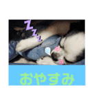 モモ＆くぅーさん（個別スタンプ：16）