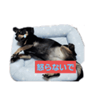 モモ＆くぅーさん（個別スタンプ：21）