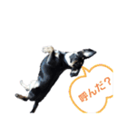 モモ＆くぅーさん（個別スタンプ：26）