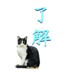 漢字二文字(仕事用)を野生猫からーBIG（個別スタンプ：1）