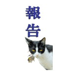 漢字二文字(仕事用)を野生猫からーBIG（個別スタンプ：3）