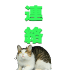 漢字二文字(仕事用)を野生猫からーBIG（個別スタンプ：4）