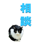 漢字二文字(仕事用)を野生猫からーBIG（個別スタンプ：5）