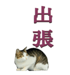 漢字二文字(仕事用)を野生猫からーBIG（個別スタンプ：7）