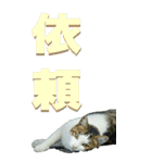 漢字二文字(仕事用)を野生猫からーBIG（個別スタンプ：10）