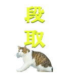 漢字二文字(仕事用)を野生猫からーBIG（個別スタンプ：12）