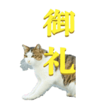 漢字二文字(仕事用)を野生猫からーBIG（個別スタンプ：14）