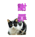 漢字二文字(仕事用)を野生猫からーBIG（個別スタンプ：15）