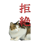 漢字二文字(仕事用)を野生猫からーBIG（個別スタンプ：17）