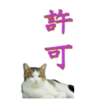 漢字二文字(仕事用)を野生猫からーBIG（個別スタンプ：18）