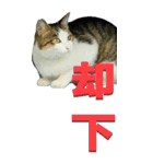 漢字二文字(仕事用)を野生猫からーBIG（個別スタンプ：19）