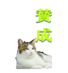 漢字二文字(仕事用)を野生猫からーBIG（個別スタンプ：20）