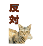 漢字二文字(仕事用)を野生猫からーBIG（個別スタンプ：21）