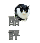 漢字二文字(仕事用)を野生猫からーBIG（個別スタンプ：23）