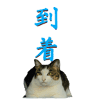 漢字二文字(仕事用)を野生猫からーBIG（個別スタンプ：24）