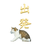 漢字二文字(仕事用)を野生猫からーBIG（個別スタンプ：25）