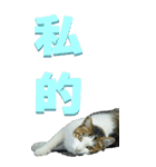 漢字二文字(仕事用)を野生猫からーBIG（個別スタンプ：29）