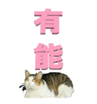 漢字二文字(仕事用)を野生猫からーBIG（個別スタンプ：30）