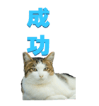 漢字二文字(仕事用)を野生猫からーBIG（個別スタンプ：32）