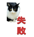 漢字二文字(仕事用)を野生猫からーBIG（個別スタンプ：33）