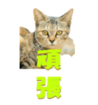 漢字二文字(仕事用)を野生猫からーBIG（個別スタンプ：34）