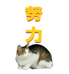 漢字二文字(仕事用)を野生猫からーBIG（個別スタンプ：35）