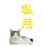 漢字二文字(仕事用)を野生猫からーBIG（個別スタンプ：38）