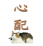 漢字二文字(仕事用)を野生猫からーBIG（個別スタンプ：39）