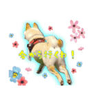 白柴てっちゃん♥。（個別スタンプ：2）