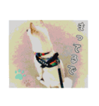 白柴てっちゃん♥。（個別スタンプ：3）
