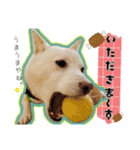 白柴てっちゃん♥。（個別スタンプ：4）