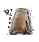 白柴てっちゃん♥。（個別スタンプ：5）