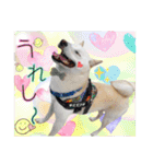 白柴てっちゃん♥。（個別スタンプ：7）