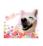 白柴てっちゃん♥。（個別スタンプ：10）