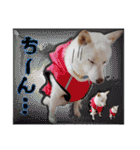 白柴てっちゃん♥。（個別スタンプ：13）