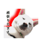 白柴てっちゃん♥。（個別スタンプ：14）