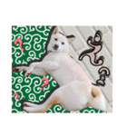 白柴てっちゃん♥。（個別スタンプ：16）