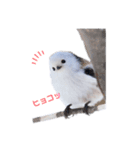 シマエナガなの（個別スタンプ：4）